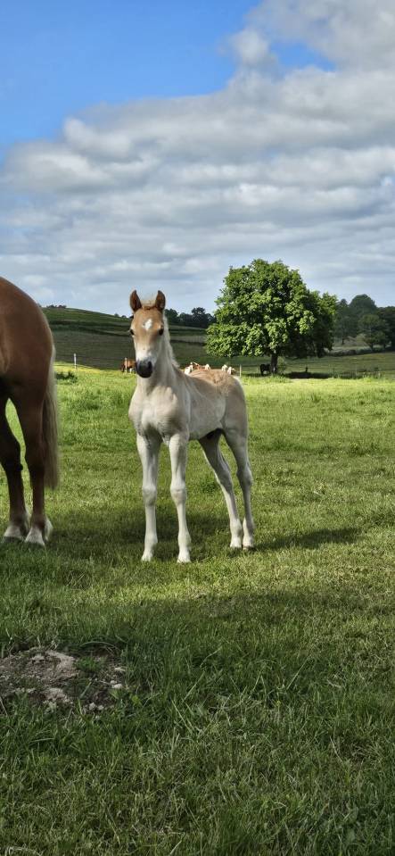 Intero Haflinger In vendita 2026 Sauro ,  AUTAN