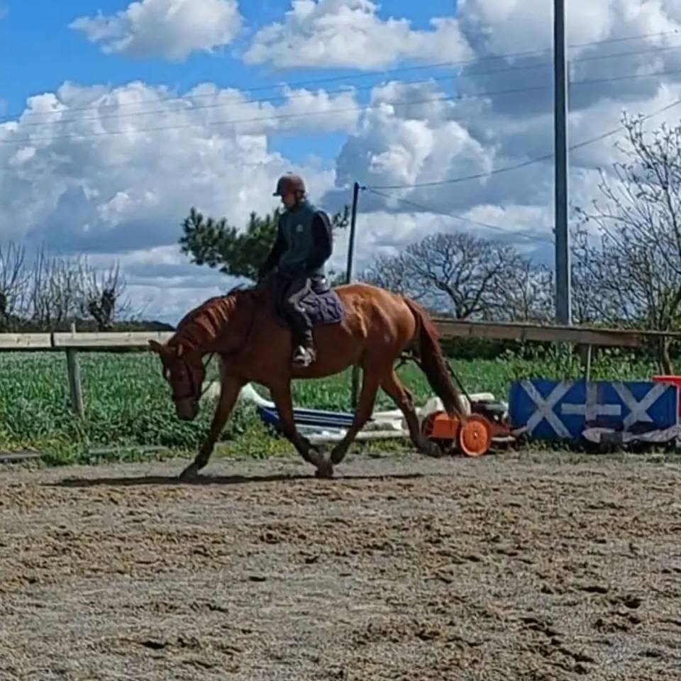 Castrone Sella Francese In vendita 2018 Sauro ,  KERBA D AUZAY