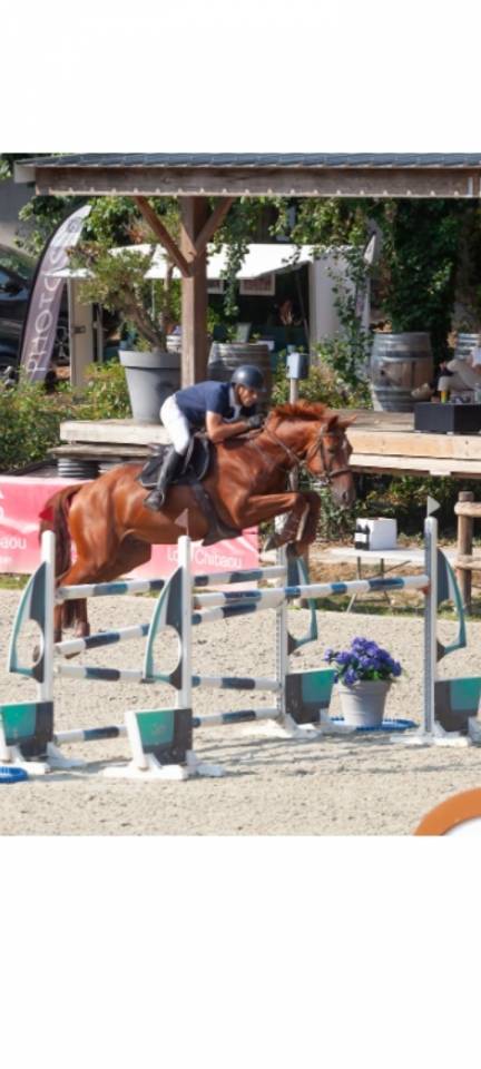 Castrone Sella Francese In vendita 2018 Sauro ,  KERBA D AUZAY
