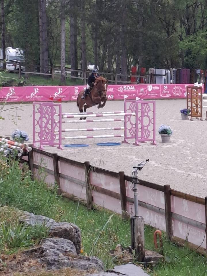 Castrone Sella Francese In vendita 2018 Sauro ,  KERBA D AUZAY