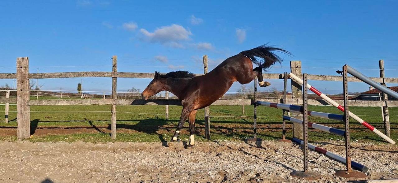 Cavalla Welsh Part Bred In vendita 2020 Baio scuro ,  first des chouans