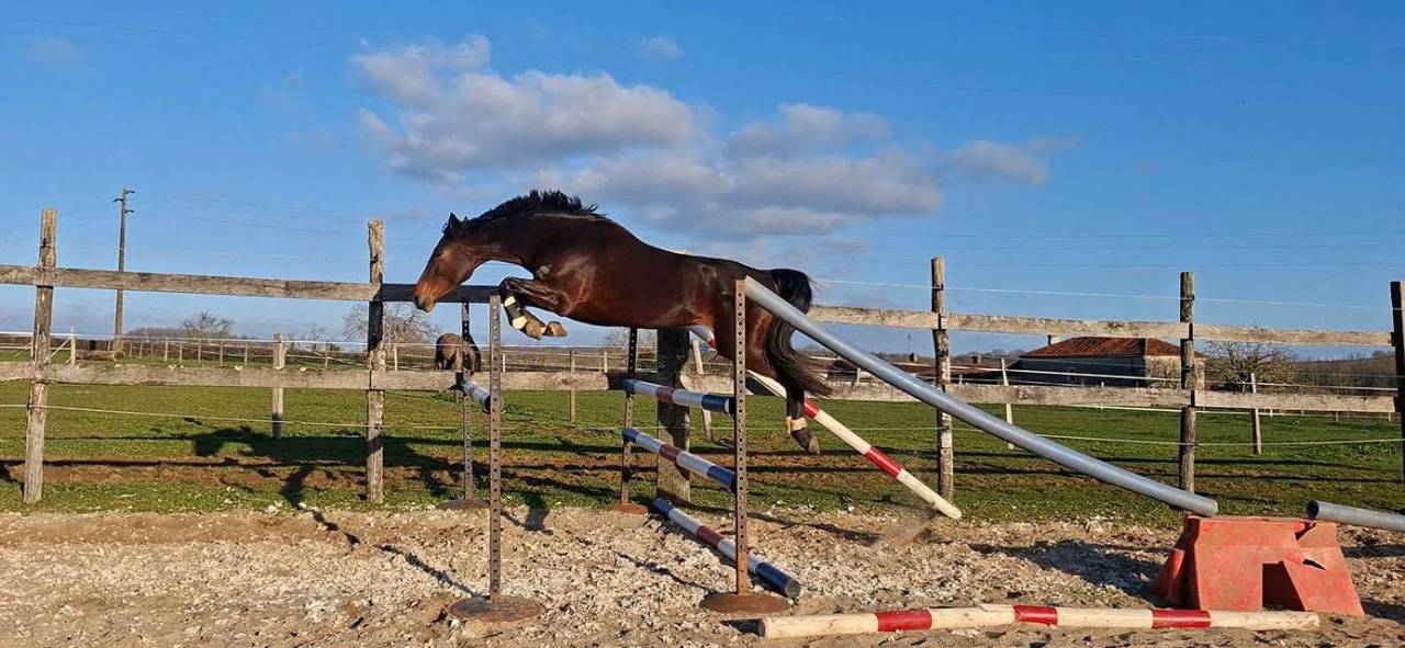 Cavalla Welsh Part Bred In vendita 2020 Baio scuro ,  first des chouans