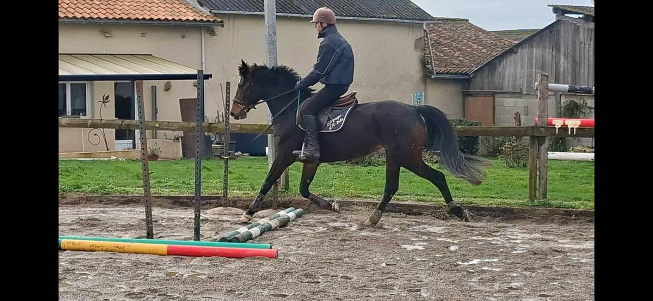Cavalla Welsh Part Bred In vendita 2020 Baio scuro ,  first des chouans