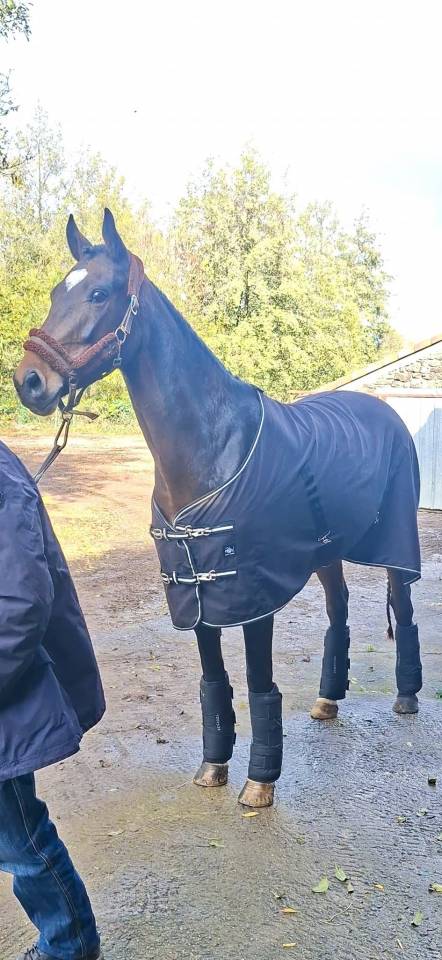 Cavalla Welsh Part Bred In vendita 2020 Baio scuro ,  first des chouans