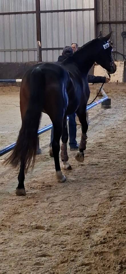 Cavalla Welsh Part Bred In vendita 2020 Baio scuro ,  first des chouans