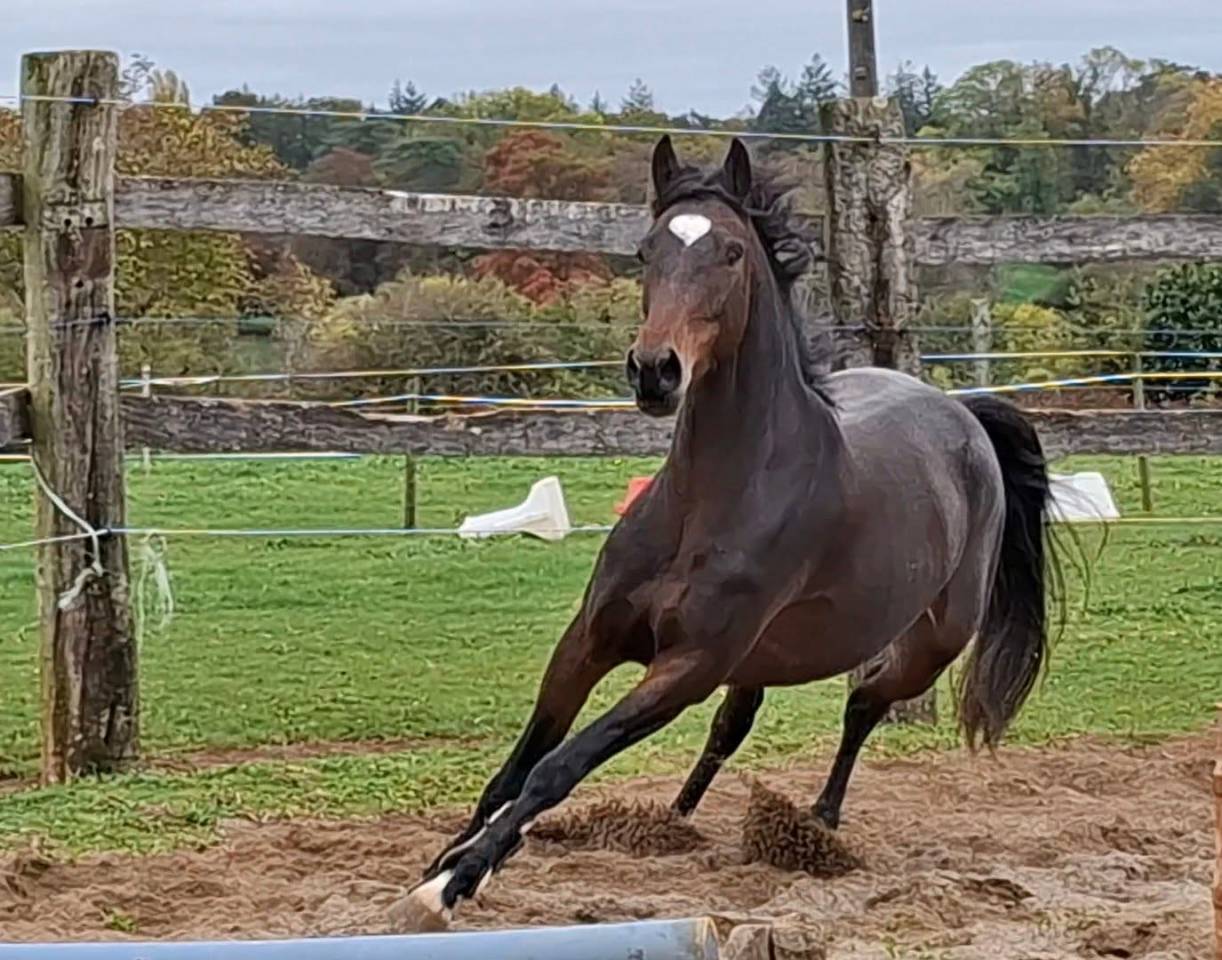 Cavalla Welsh Part Bred In vendita 2020 Baio scuro ,  first des chouans