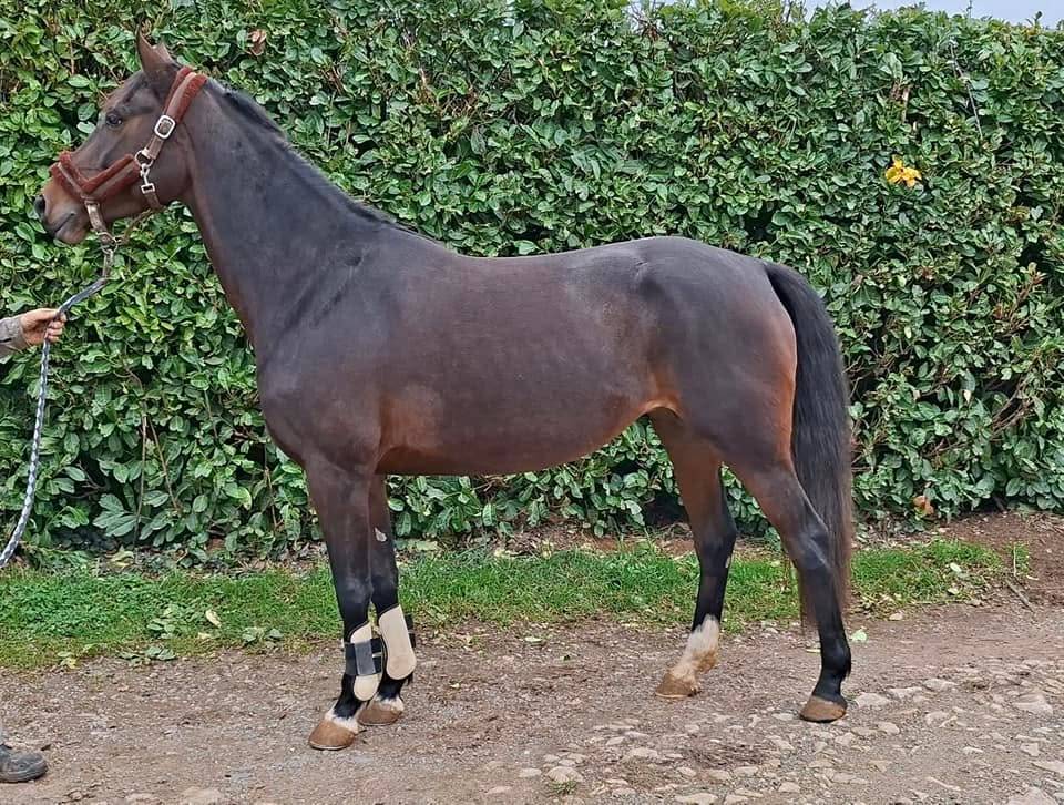 Cavalla Welsh Part Bred In vendita 2020 Baio scuro ,  first des chouans
