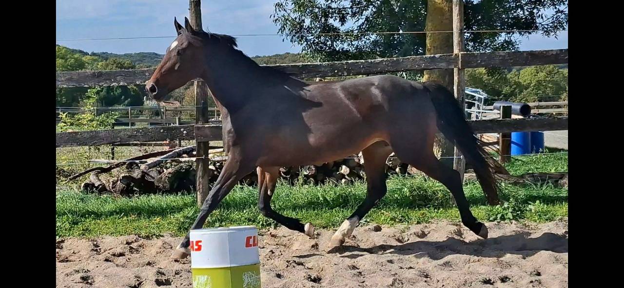 Cavalla Welsh Part Bred In vendita 2020 Baio scuro ,  first des chouans