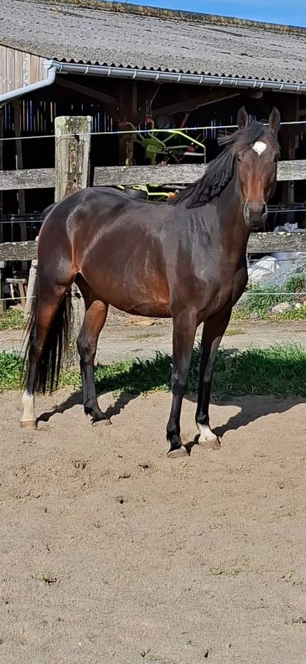Cavalla Welsh Part Bred In vendita 2020 Baio scuro ,  first des chouans
