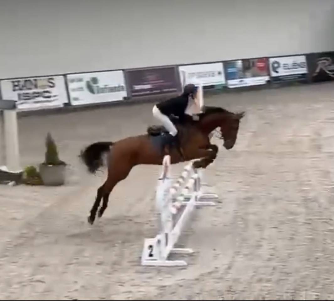 Cavalla BWP Cavallo da Sangue Belgio In vendita 2020 Baio
