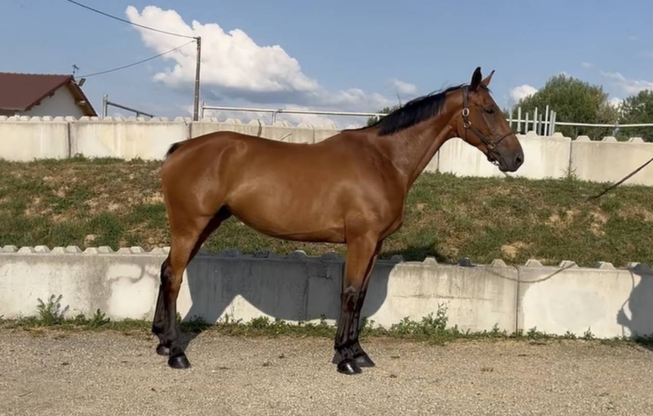 Cavalla BWP Cavallo da Sangue Belgio In vendita 2020 Baio
