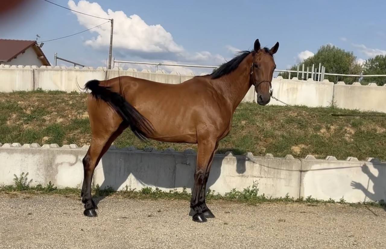 Cavalla BWP Cavallo da Sangue Belgio In vendita 2020 Baio