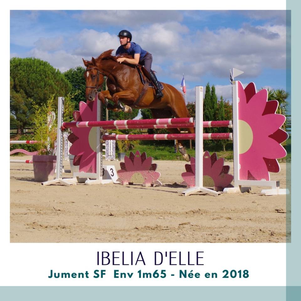 Cavalla Sella Francese In vendita 2018 Sauro