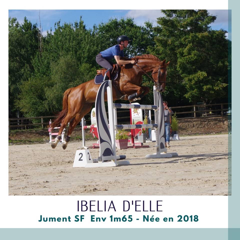Cavalla Sella Francese In vendita 2018 Sauro