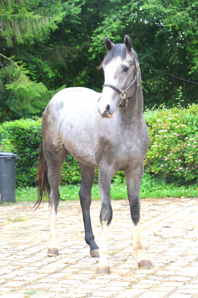 Intero Sella Francese In vendita 2024 Grigio ,  Rahotep de Toscane