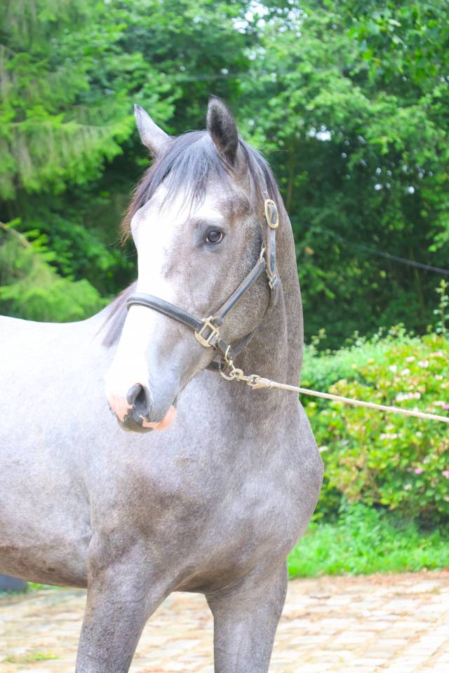 Intero Sella Francese In vendita 2024 Grigio ,  Rahotep de Toscane