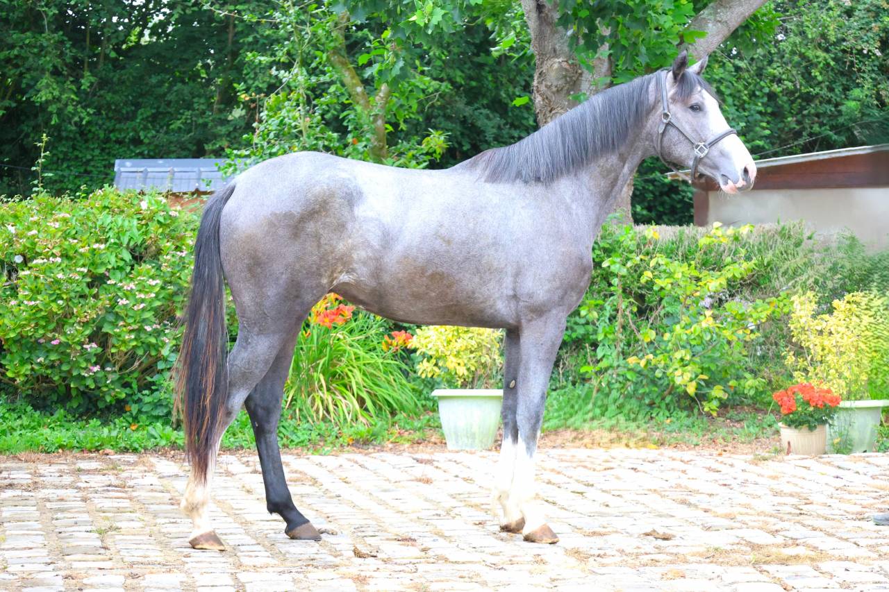 Intero Sella Francese In vendita 2024 Grigio ,  Rahotep de Toscane