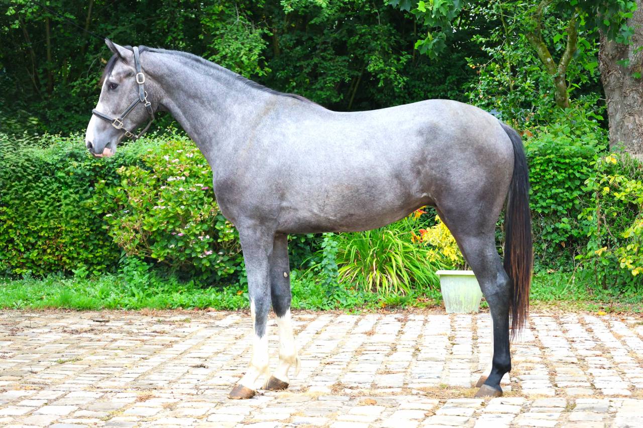 Intero Sella Francese In vendita 2024 Grigio ,  Rahotep de Toscane
