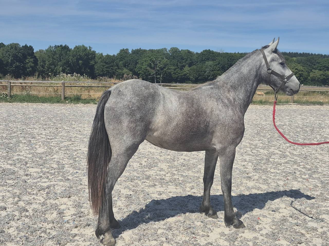 Puledra Welsh Part Bred In vendita 2024 Grigio