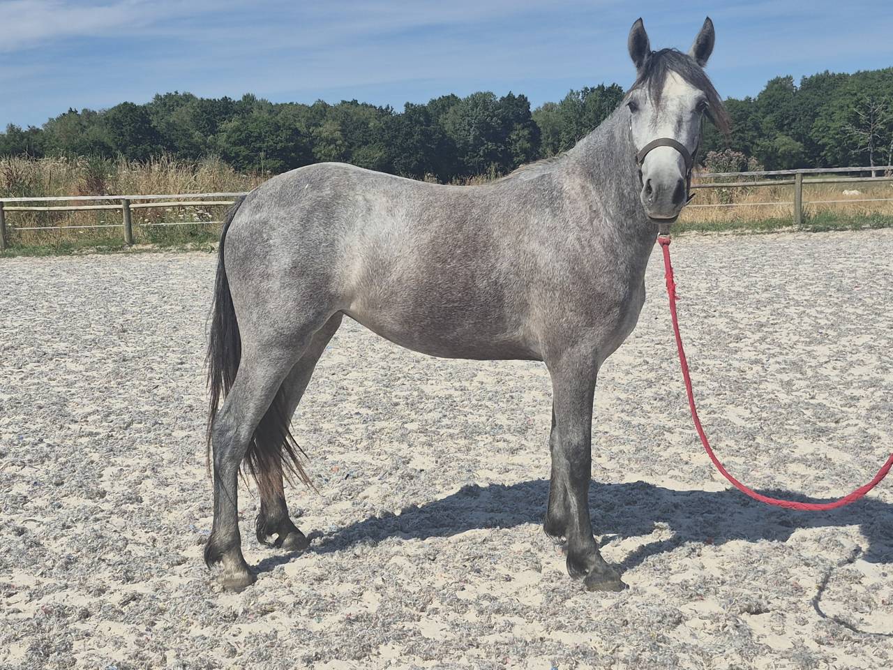 Puledra Welsh Part Bred In vendita 2024 Grigio