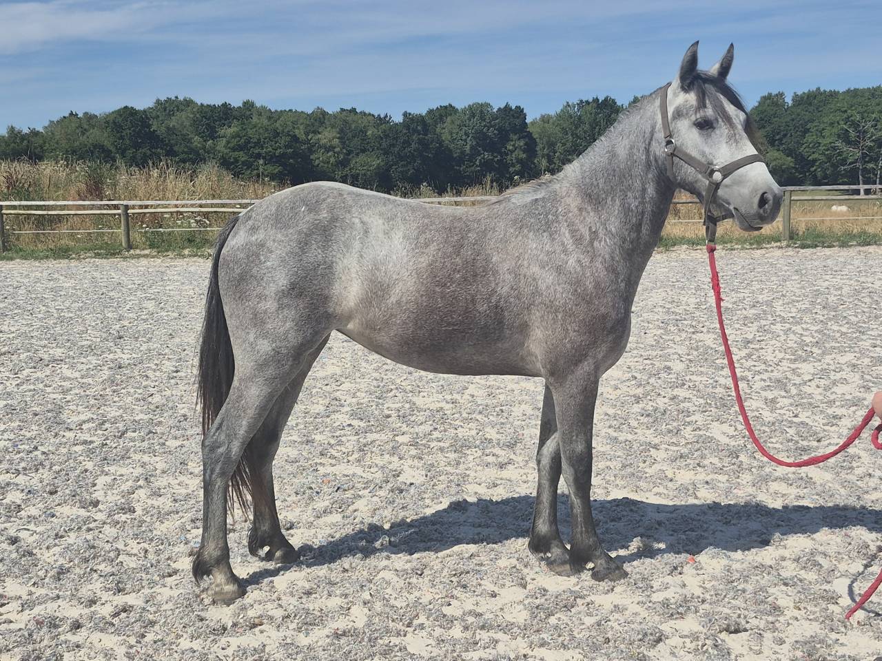 Puledra Welsh Part Bred In vendita 2024 Grigio