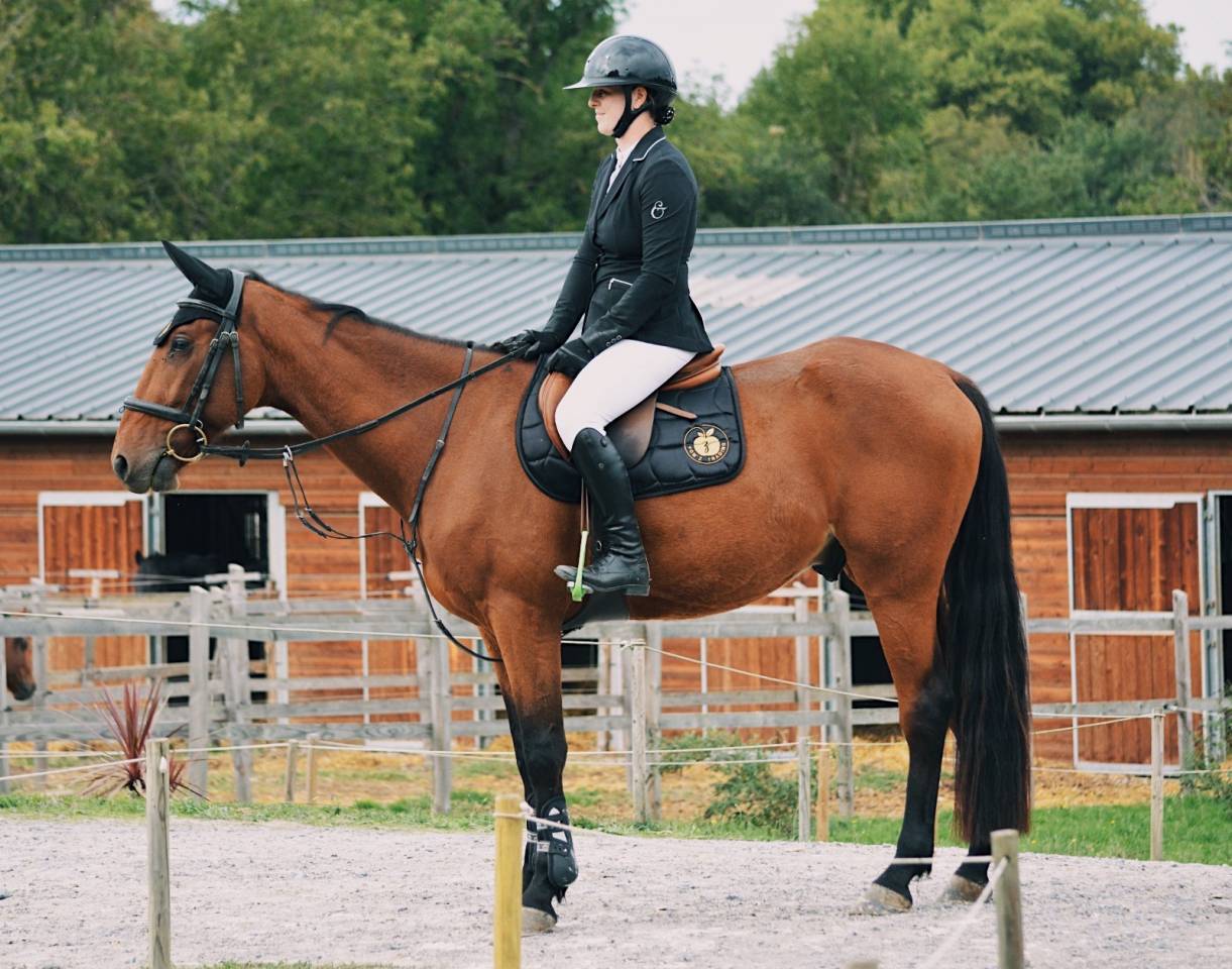 Castrone Trottatore Francese In vendita 2020 Baio ,  Timoko