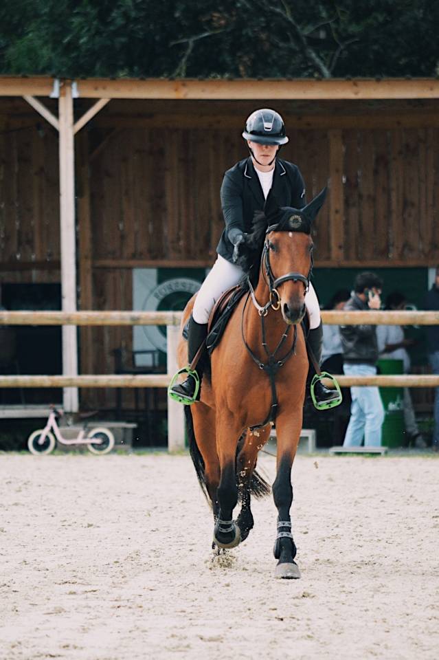 Castrone Trottatore Francese In vendita 2020 Baio ,  Timoko