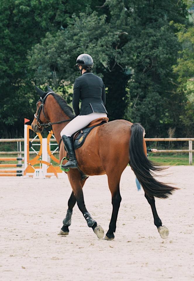 Castrone Trottatore Francese In vendita 2020 Baio ,  Timoko