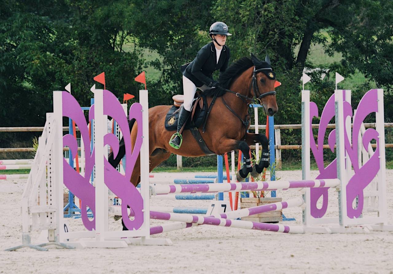 Castrone Trottatore Francese In vendita 2020 Baio ,  Timoko