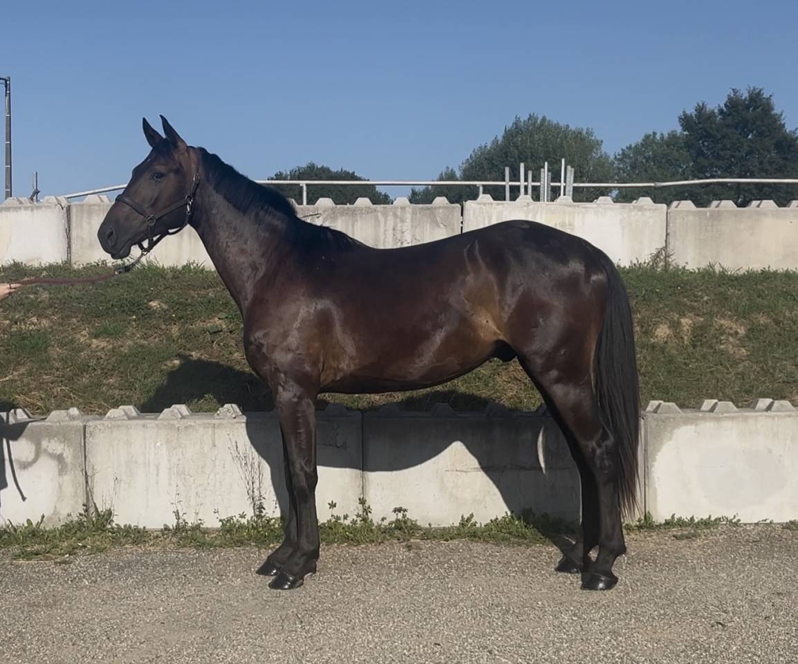 Castrone Zangersheide In vendita 2023 Nero
