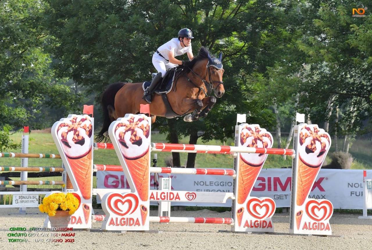 Vendita cavallo 