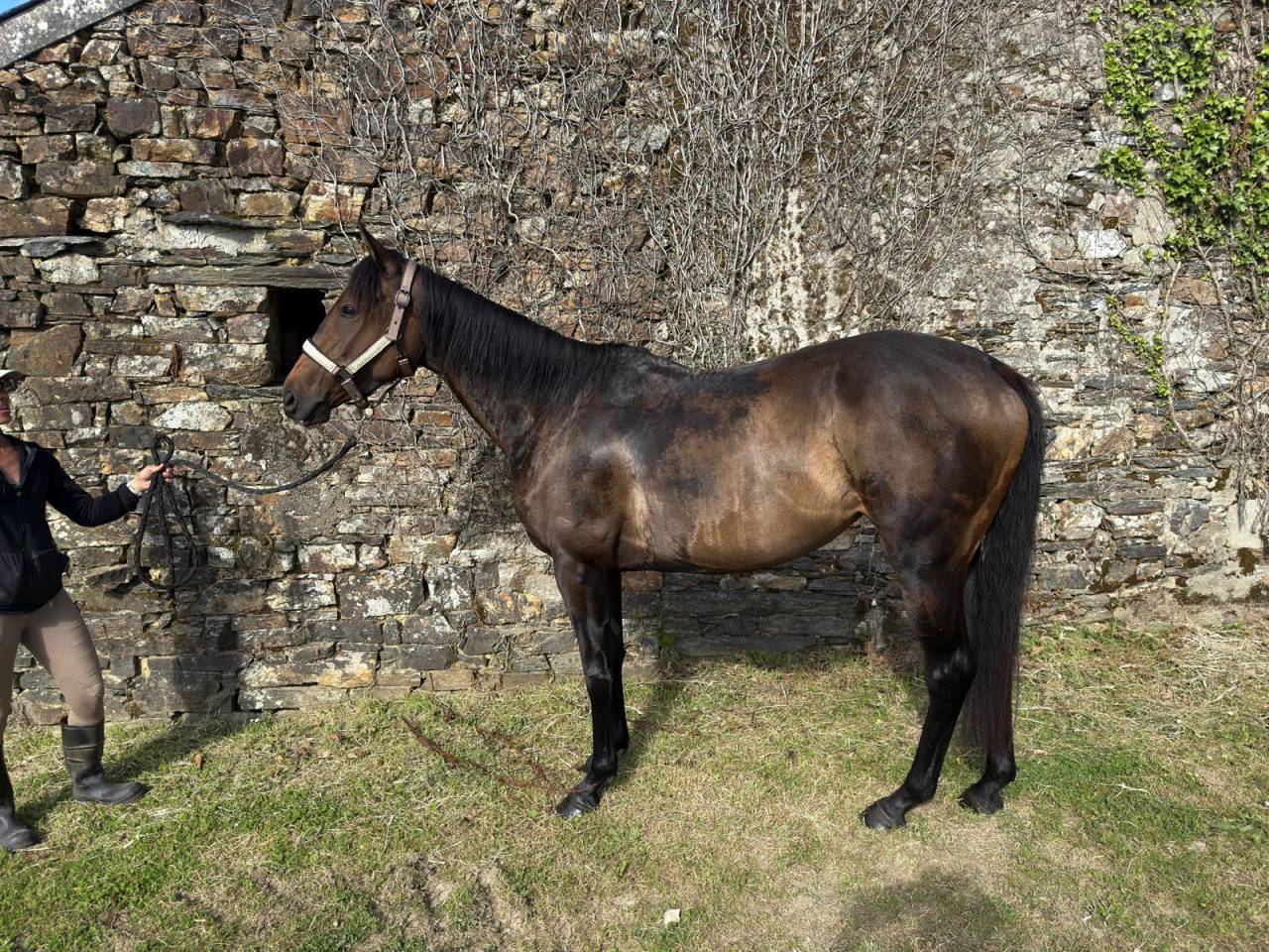 Cavalla Purosangue In vendita 2022 Baio ,  ROMANISED (IRE)