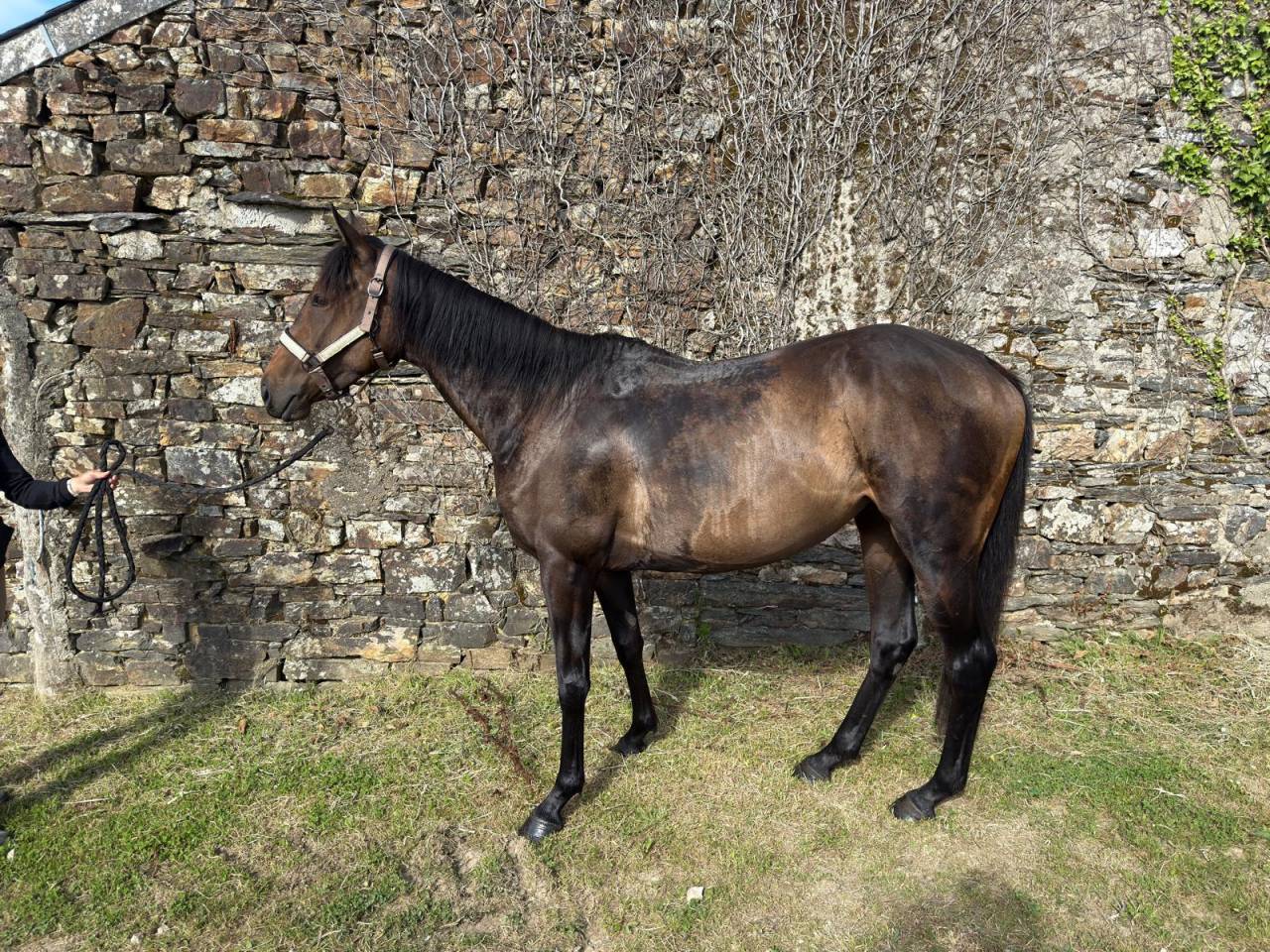 Cavalla Purosangue In vendita 2022 Baio ,  ROMANISED (IRE)