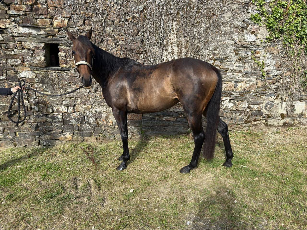 Cavalla Purosangue In vendita 2022 Baio ,  ROMANISED (IRE)