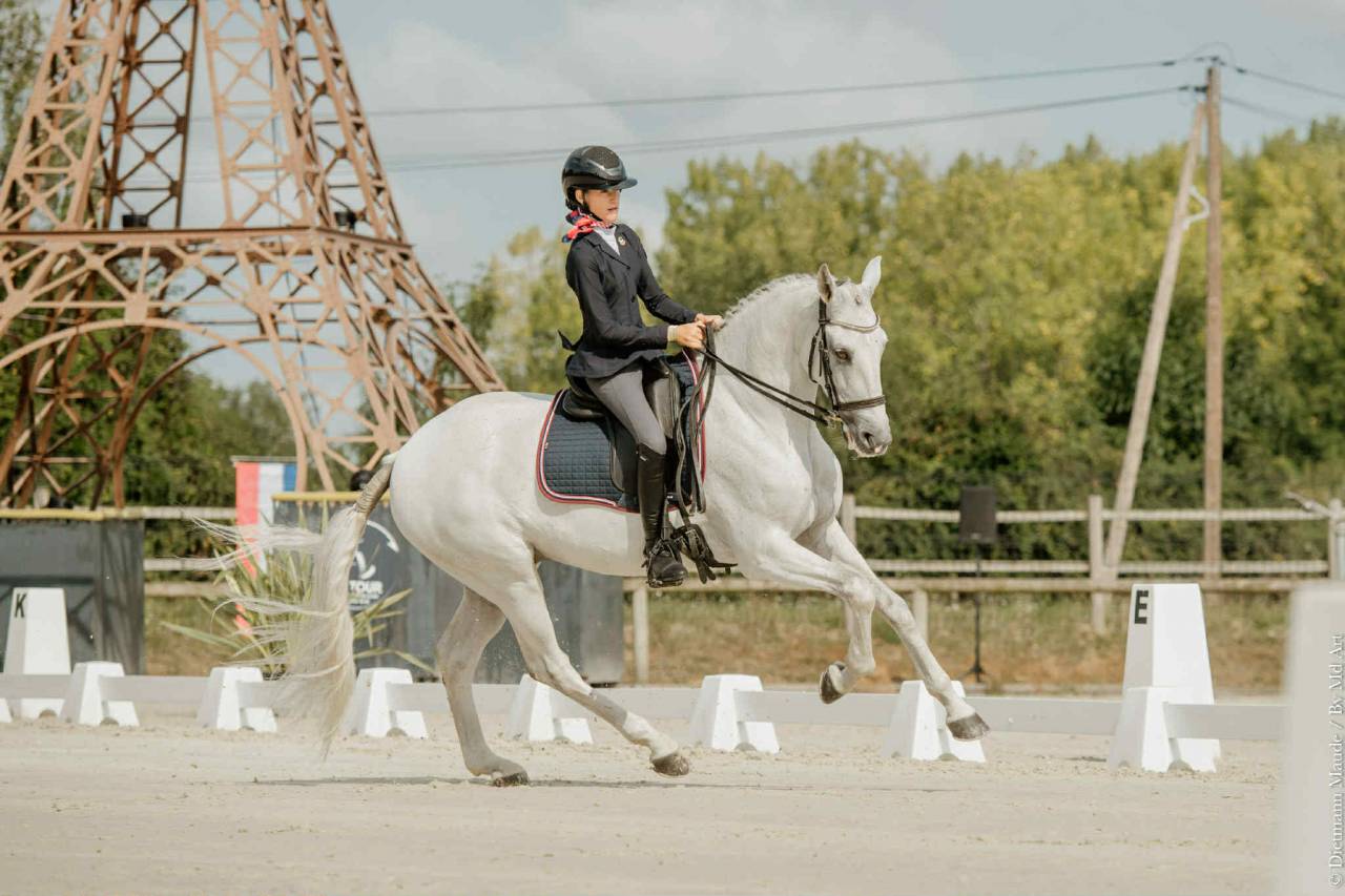 Castrone Lusitano In vendita 2012 Grigio