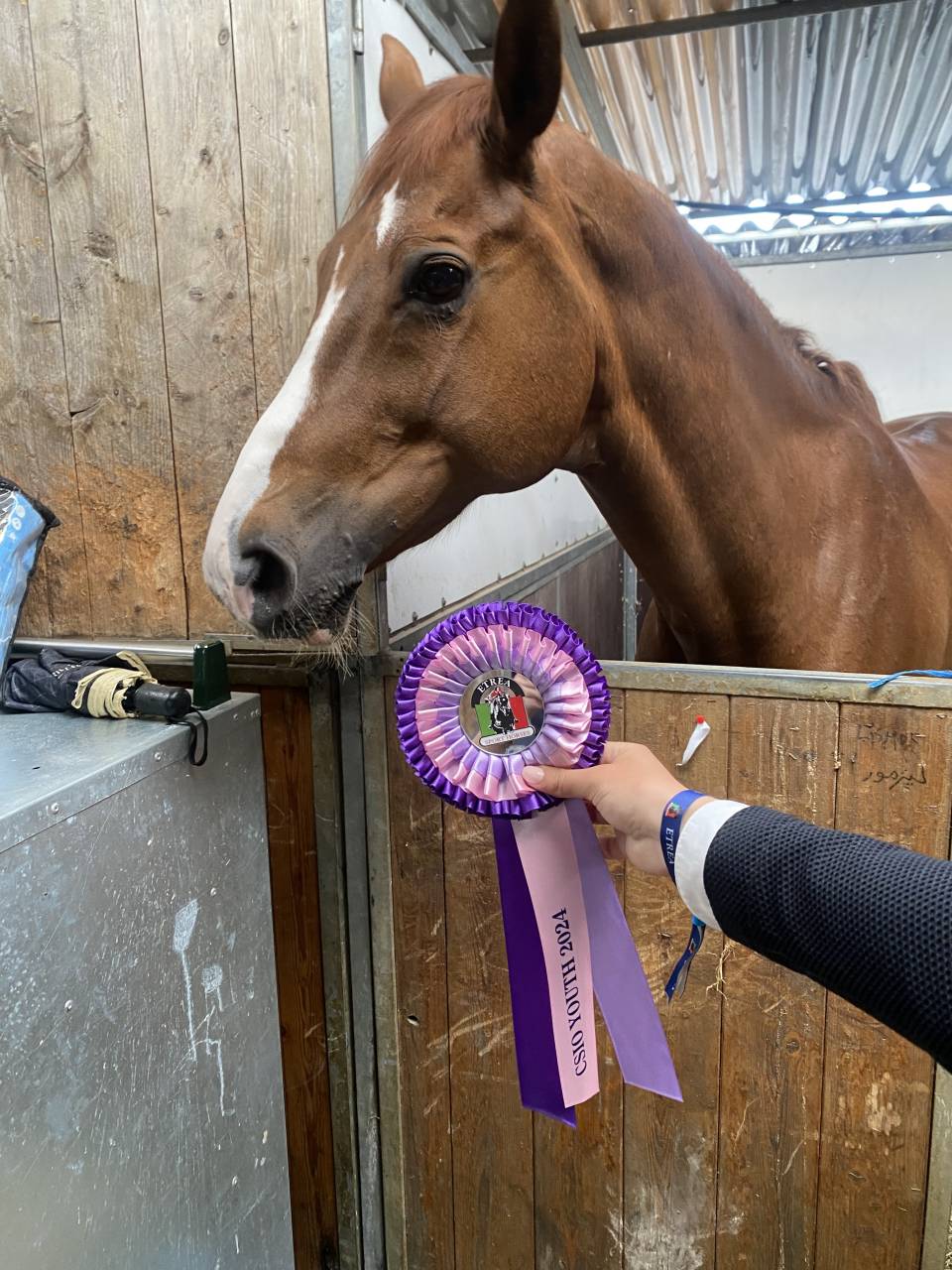 Castrone BWP Cavallo da Sangue Belgio In vendita 2011 Sauro