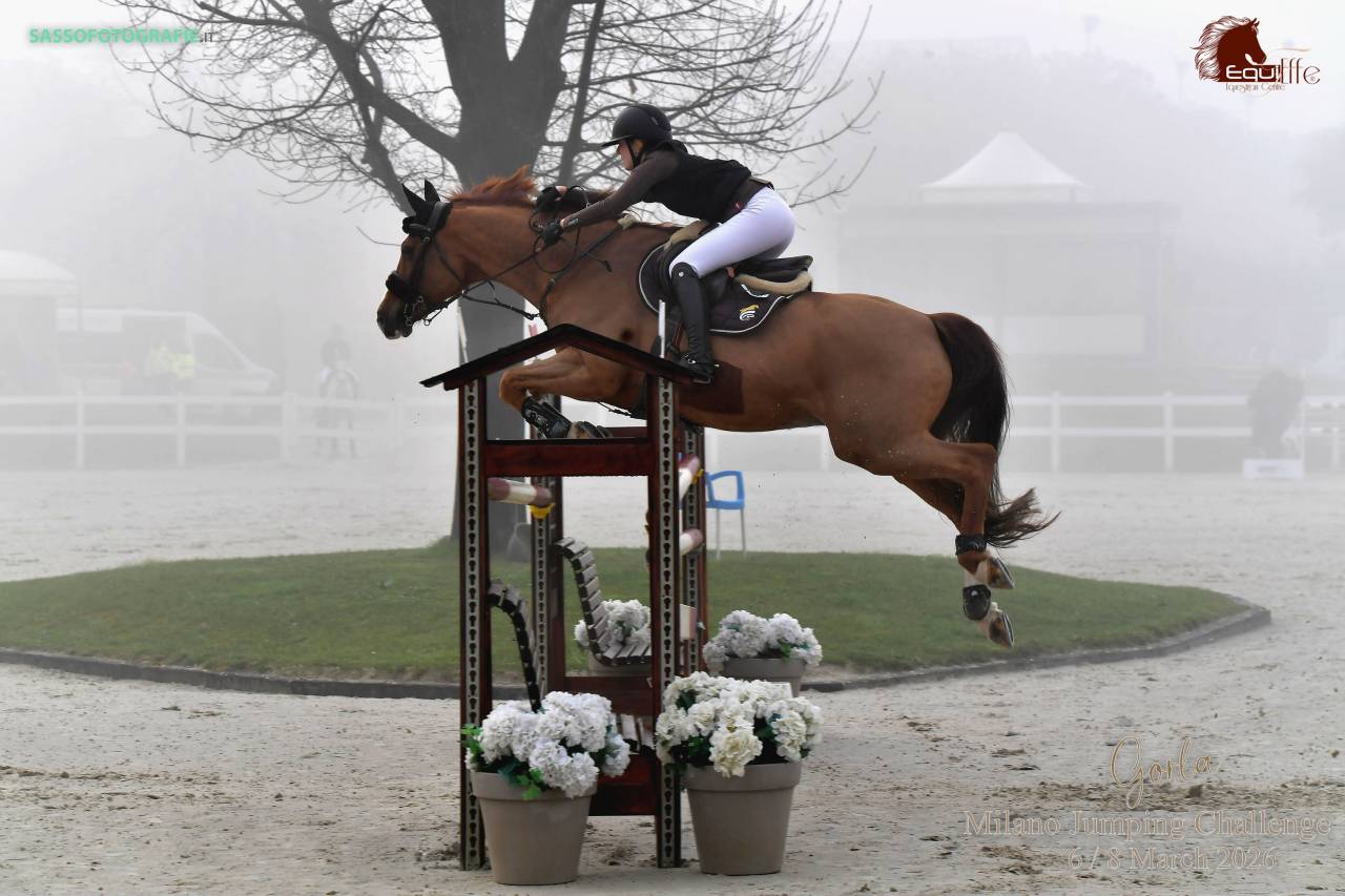 Castrone BWP Cavallo da Sangue Belgio In vendita 2011 Sauro