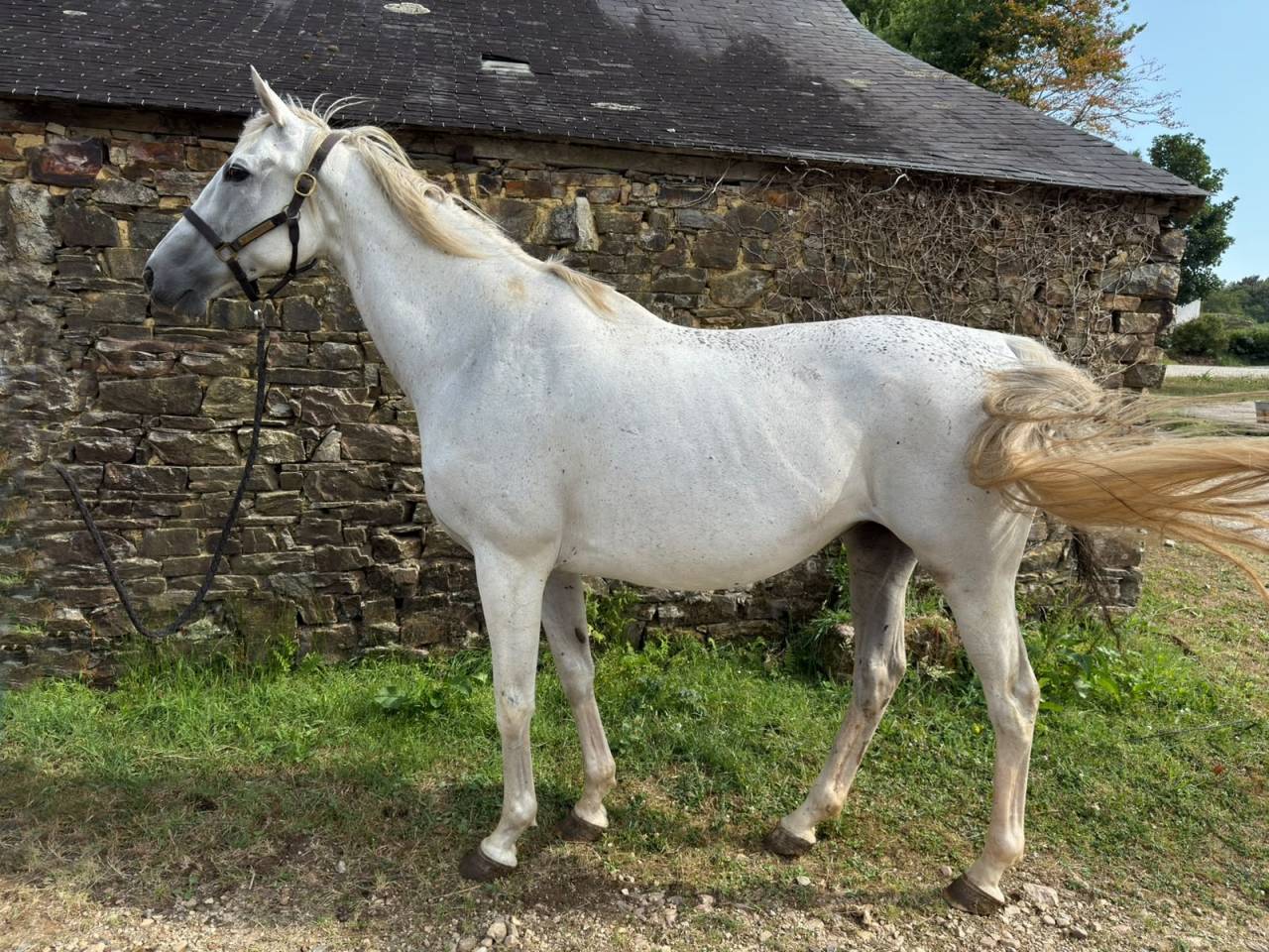 Cavalla Purosangue Inglese In vendita 2008 Grigio ,  KENDOR