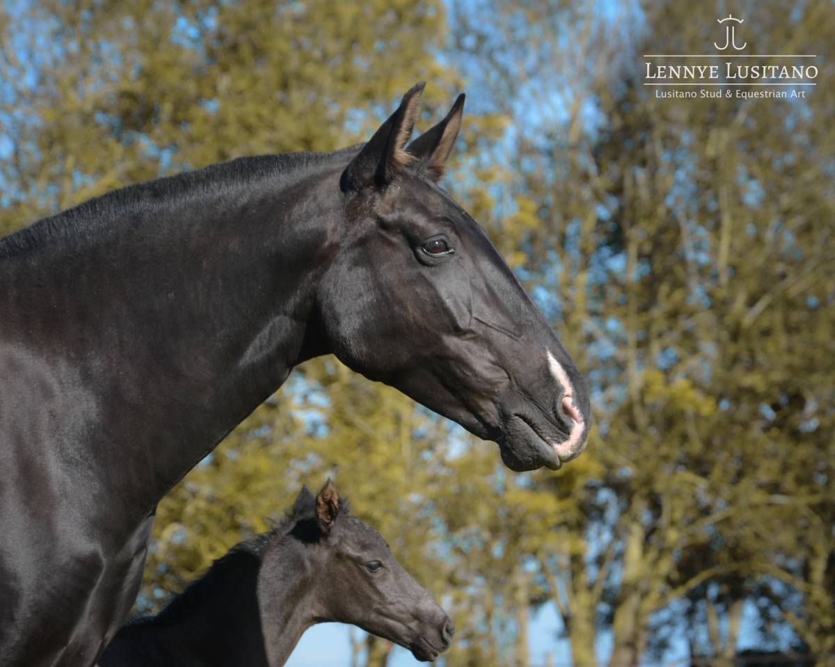 Fattrice Lusitano In vendita 2017 Nero ,  URUBU II
