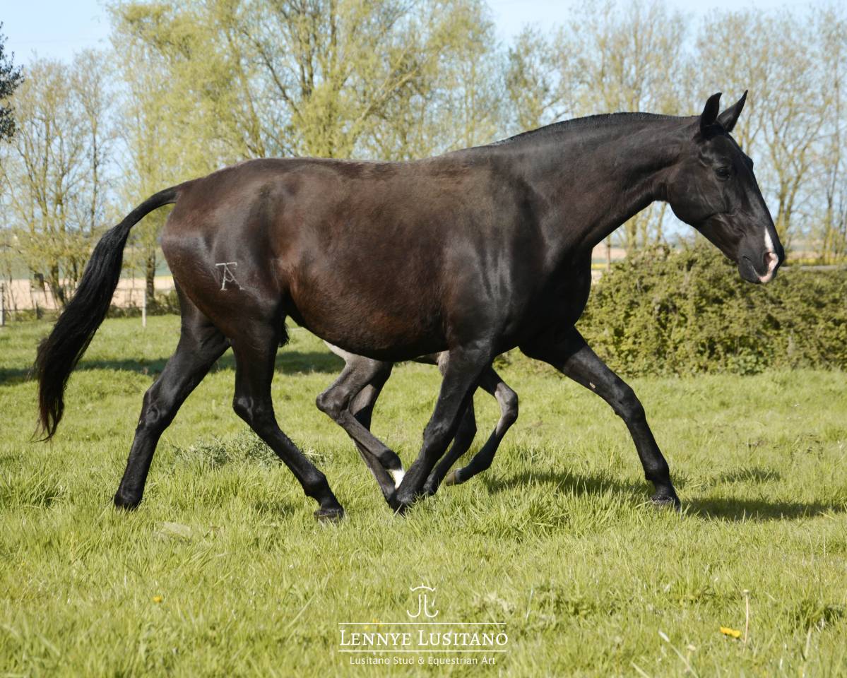 Fattrice Lusitano In vendita 2017 Nero ,  URUBU II