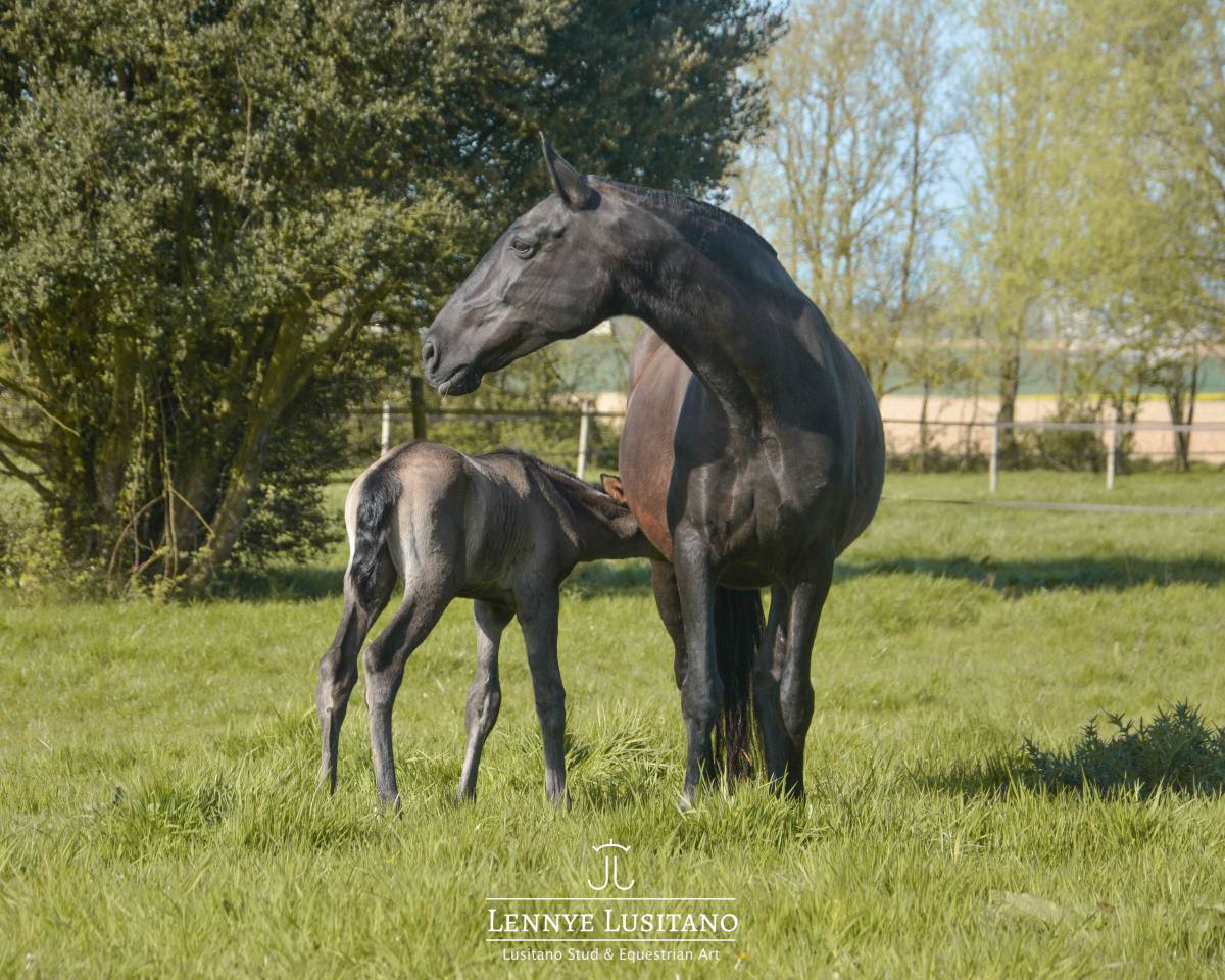 Fattrice Lusitano In vendita 2017 Nero ,  URUBU II