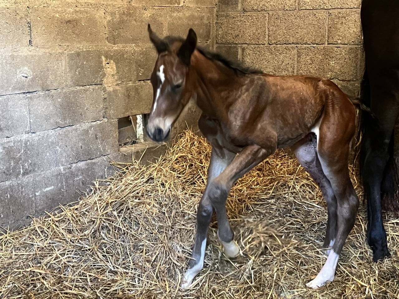 Tirocinante - Tirocinante Part-time - Calvados Francia