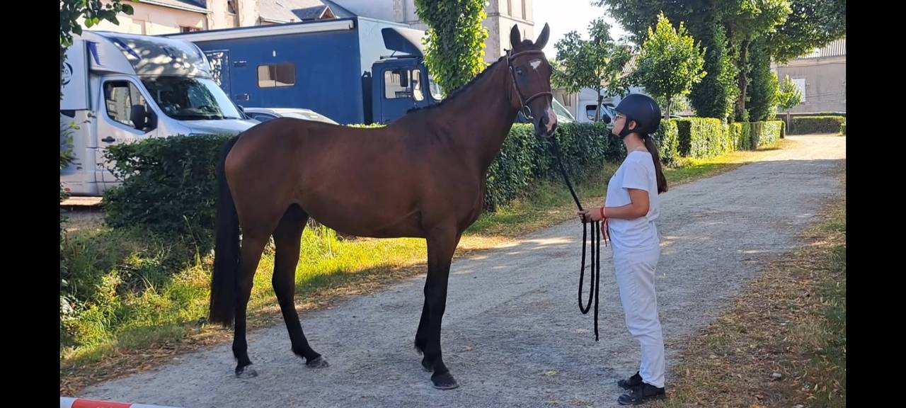 Cavalla Sella Francese In vendita 2022 Baio ,  Colore