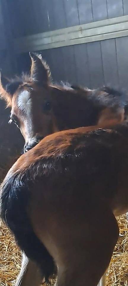 Castrone PFS Pony Francese da Sella In vendita 2025 Baio ,  Pidji du tilia