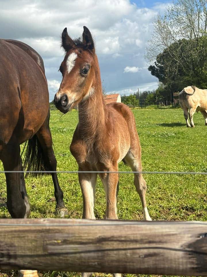 Castrone PFS Pony Francese da Sella In vendita 2025 Baio ,  Pidji du tilia