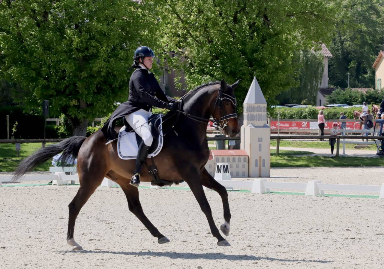 Castrone KWPN Cavallo da Sport Neerlandese In vendita 2012 Baio scuro
