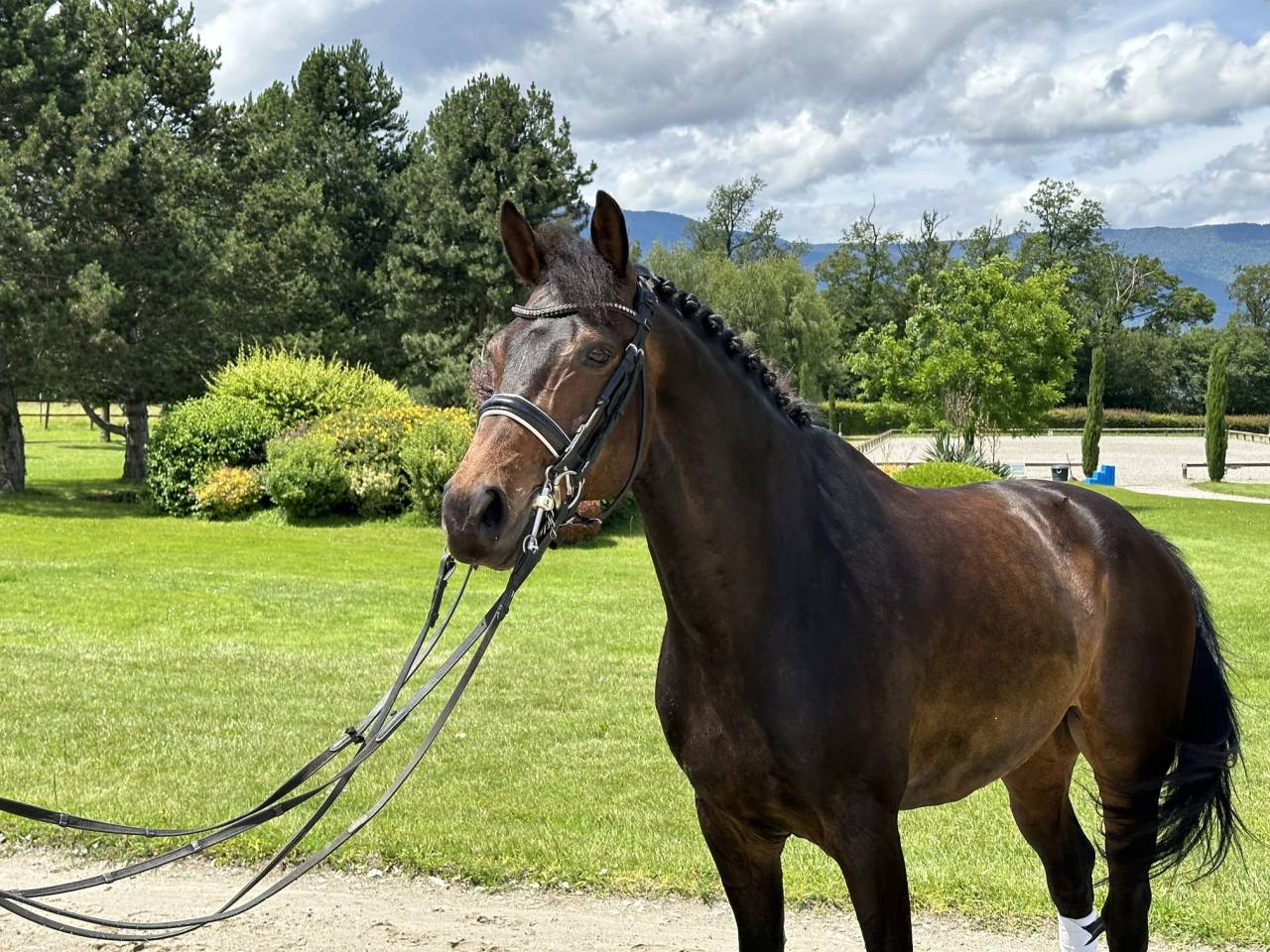 Castrone KWPN Cavallo da Sport Neerlandese In vendita 2012 Baio scuro