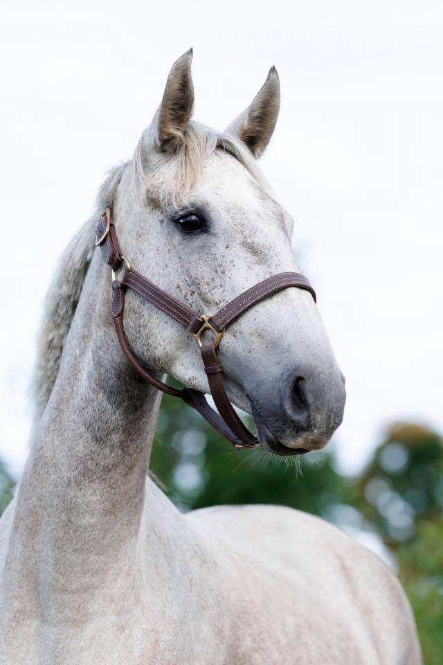 Cavalla Cavallo da Sella In vendita 2020 Grigio ,  D&rsquo;imbroglio cvf