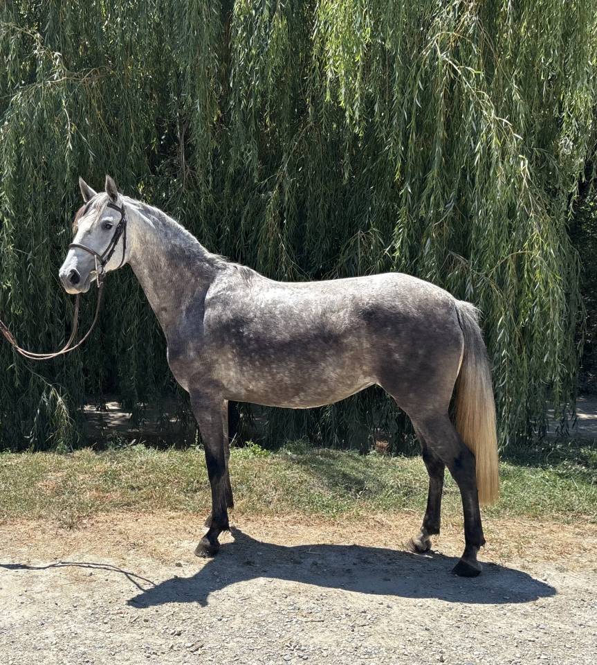 Cavalla Cavallo da Sella In vendita 2020 Grigio ,  D&rsquo;imbroglio cvf