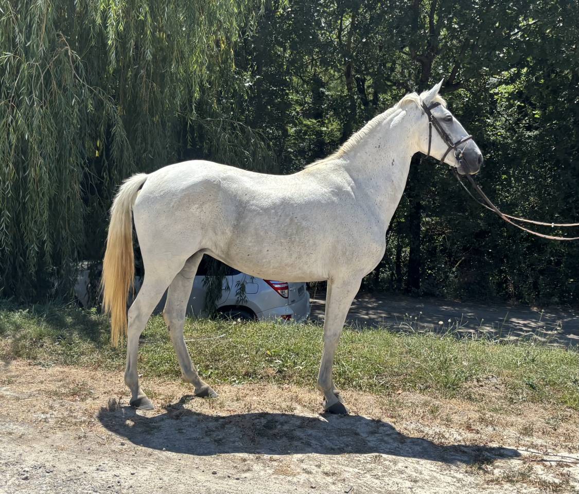Cavalla Cavallo da Sella In vendita 2020 Grigio ,  D&rsquo;imbroglio cvf